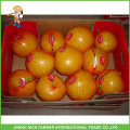 Super Qualité Low Price Pomelo Frais - NOUVELLE ARRIVEE